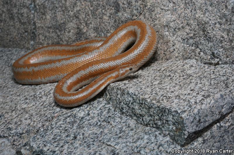 Desert Rosy Boa (Lichanura trivirgata gracia)