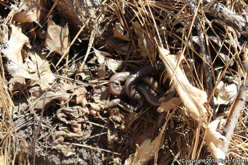 Southern Rubber Boa (Charina umbratica)