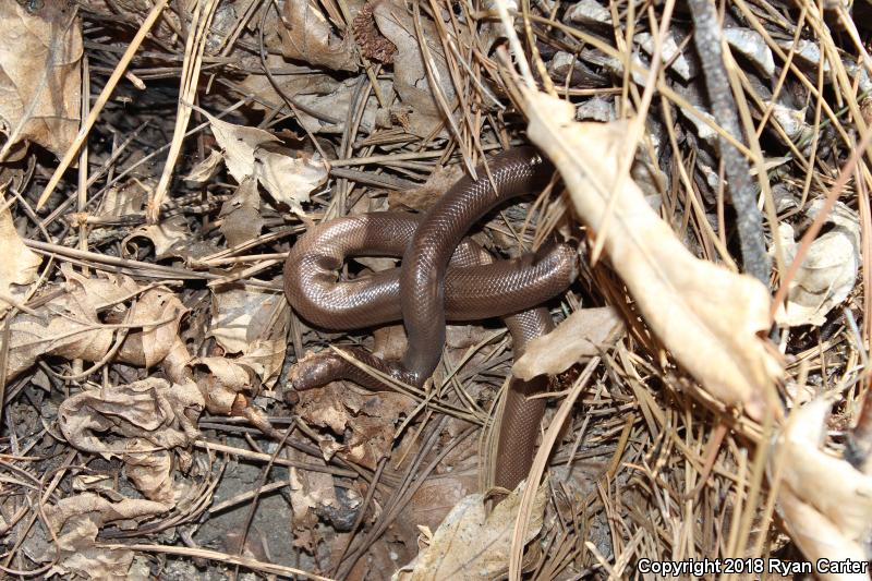 Southern Rubber Boa (Charina umbratica)