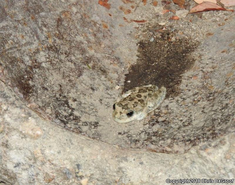 California Treefrog (Pseudacris cadaverina)