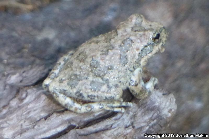 California Treefrog (Pseudacris cadaverina)