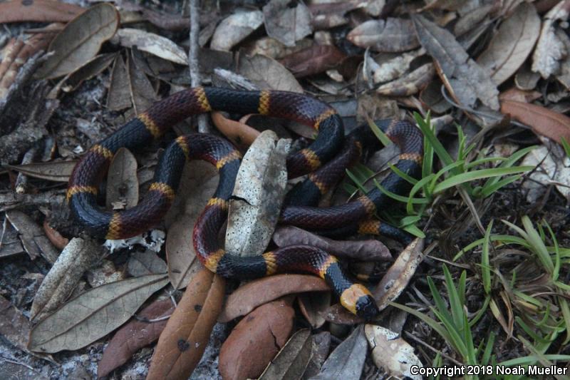 Eastern Coral Snake (Micrurus fulvius)