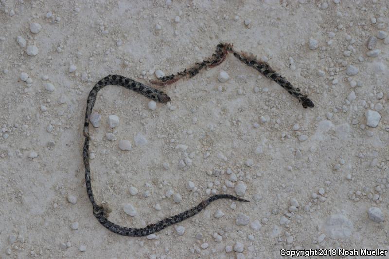 Short-tailed Snake (Lampropeltis extenuata)