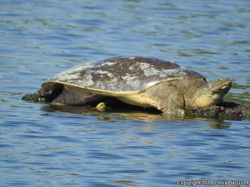 Spiny Softshell (Apalone spinifera)