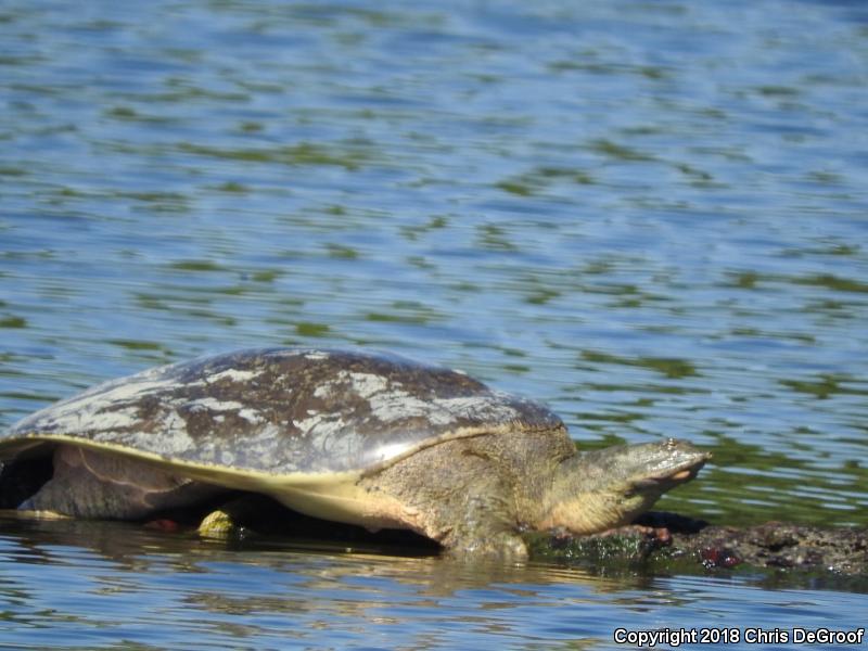 Spiny Softshell (Apalone spinifera)