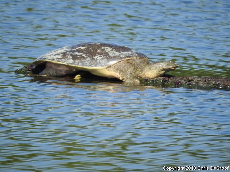 Spiny Softshell (Apalone spinifera)