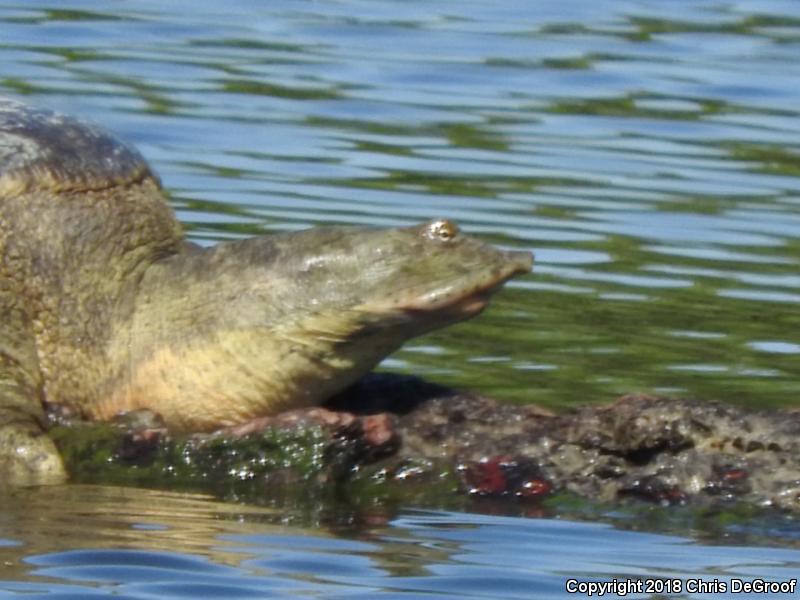 Spiny Softshell (Apalone spinifera)