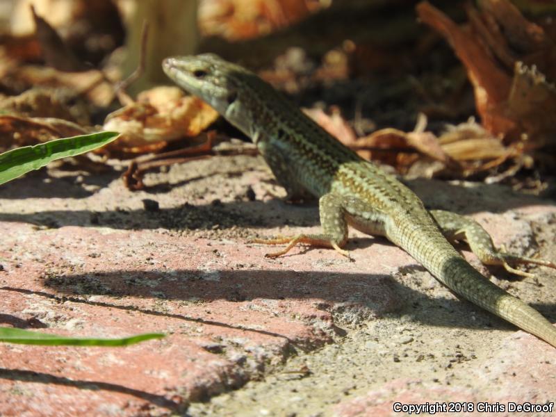 Italian Wall Lizard (Podarcis sicula)