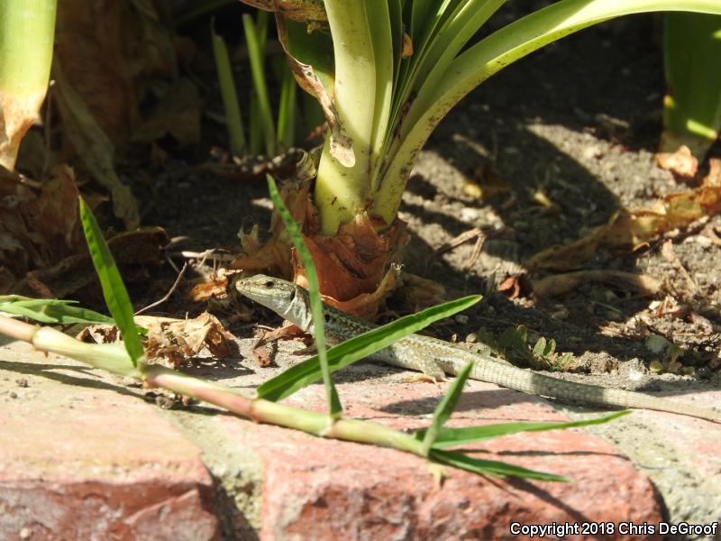 Italian Wall Lizard (Podarcis sicula)