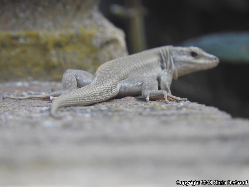 Italian Wall Lizard (Podarcis sicula)