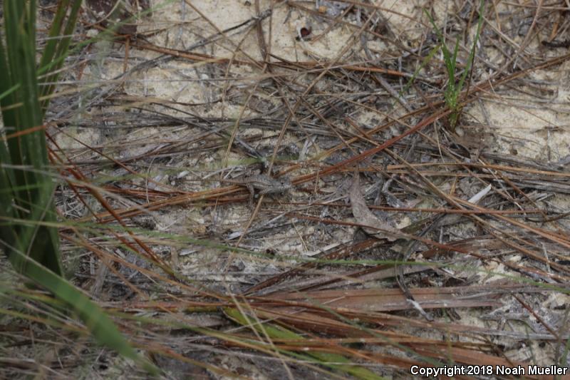 Florida Scrub Lizard (Sceloporus woodi)