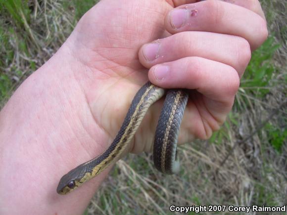 Eastern Gartersnake (Thamnophis sirtalis sirtalis)