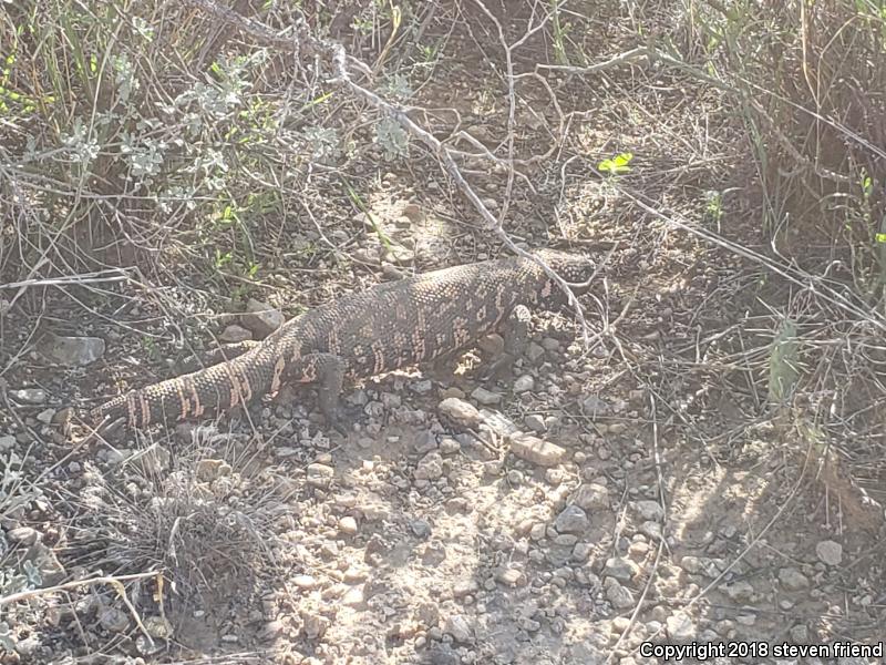 Gila Monster (Heloderma suspectum)