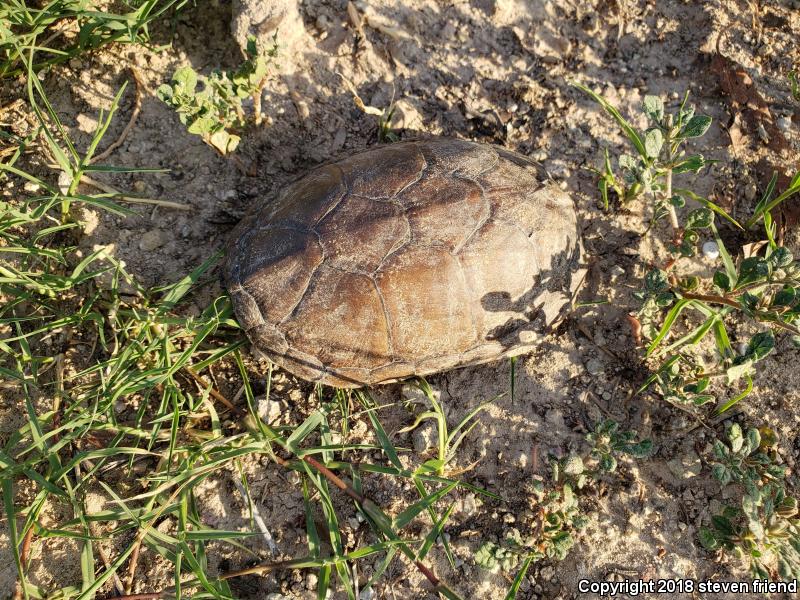 Sonoran Mud Turtle (Kinosternon sonoriense)