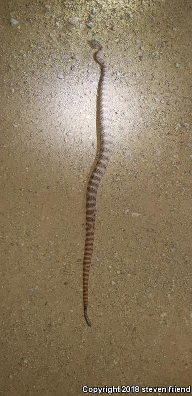 Tiger Rattlesnake (Crotalus tigris)