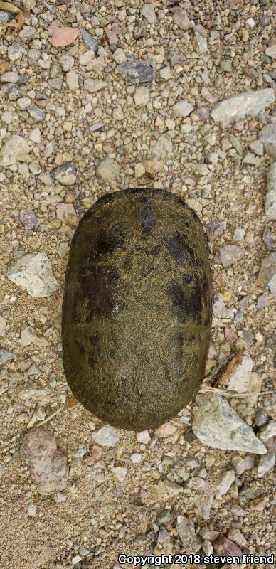 Sonoran Mud Turtle (Kinosternon sonoriense)