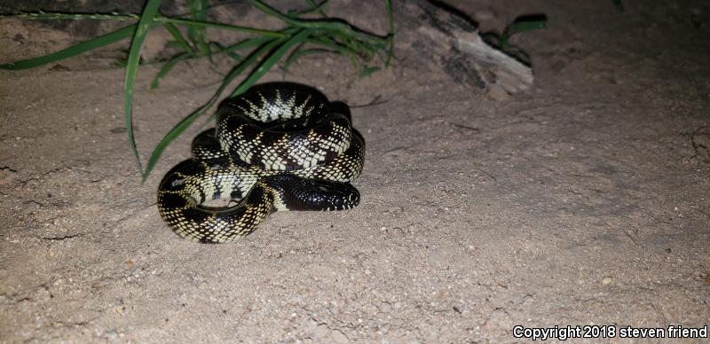 Desert Kingsnake (Lampropeltis getula splendida)