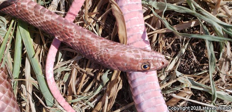 Sonoran Coachwhip (Coluber flagellum cingulum)