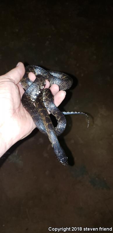 Desert Kingsnake (Lampropeltis getula splendida)