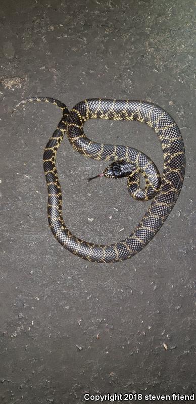 Desert Kingsnake (Lampropeltis getula splendida)