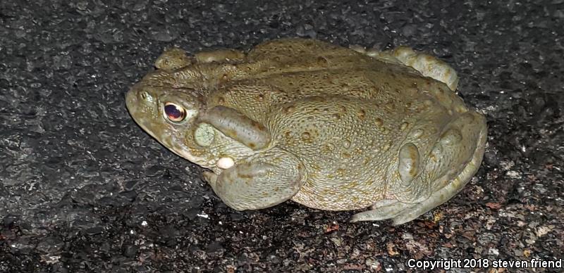 Sonoran Desert Toad (Ollotis alvaria)