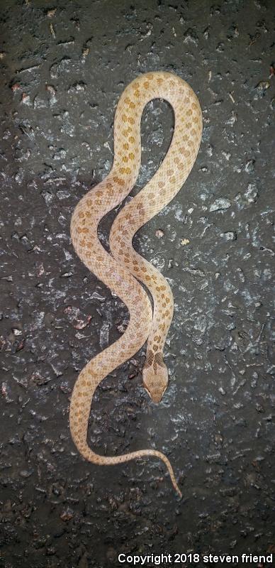 Texas Nightsnake (Hypsiglena jani texana)