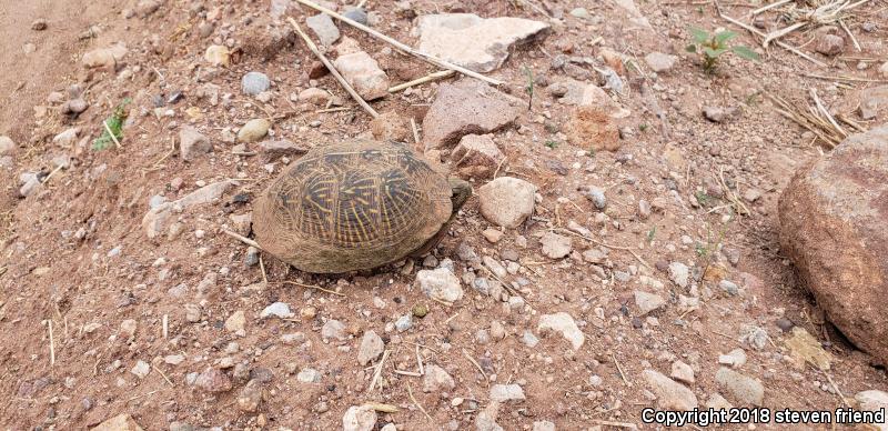 Desert Box Turtle (Terrapene ornata luteola)