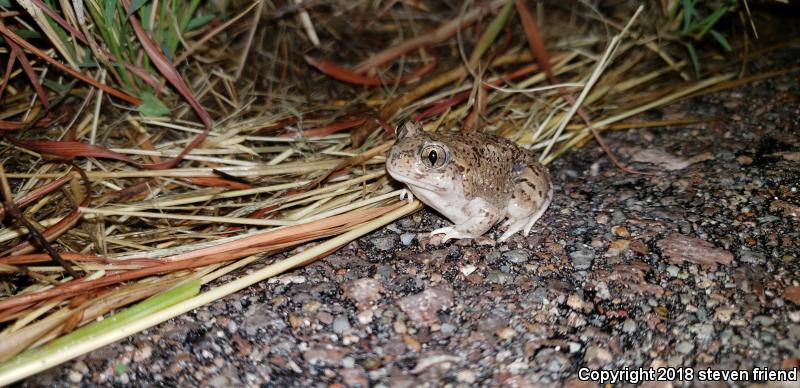 Mexican Spadefoot (Spea multiplicata)