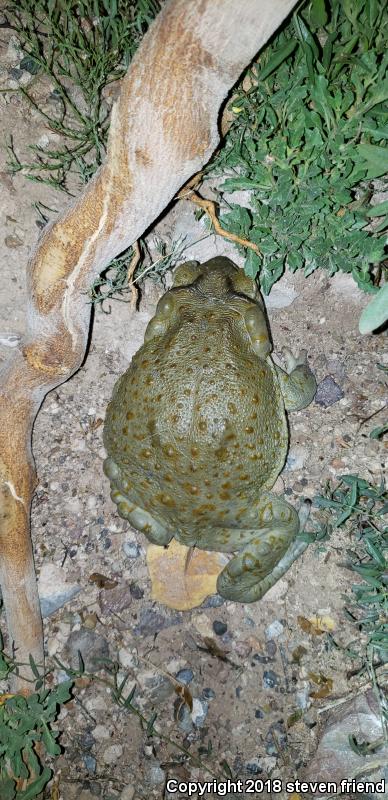 Sonoran Desert Toad (Ollotis alvaria)