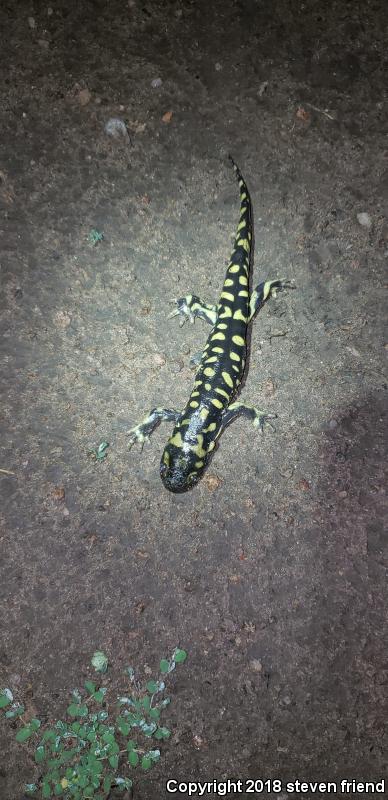 Barred Tiger Salamander (Ambystoma mavortium mavortium)