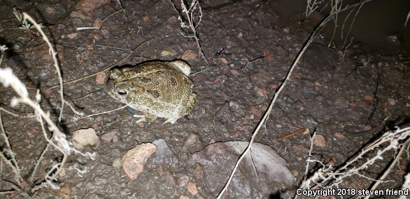 SouthWestern Woodhouse's Toad (Anaxyrus woodhousii australis)