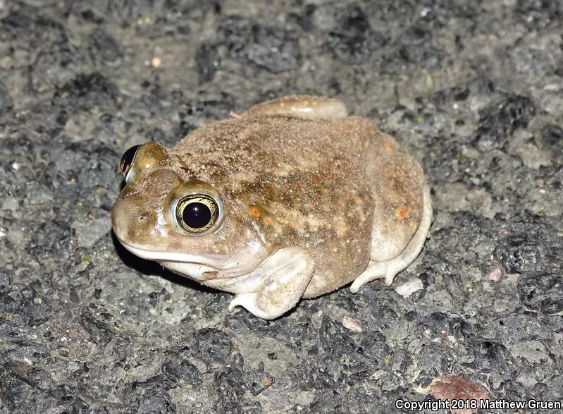 Plains Spadefoot (Spea bombifrons)