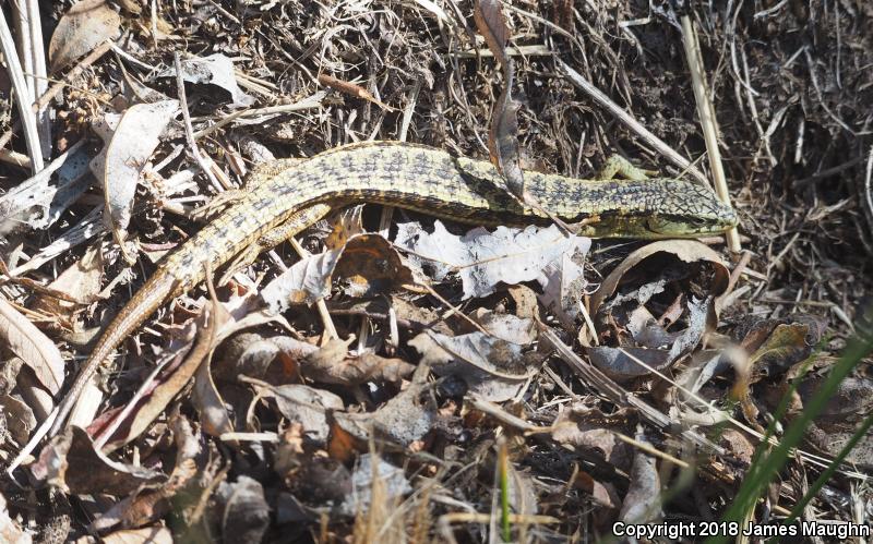 San Francisco Alligator Lizard (Elgaria coerulea coerulea)