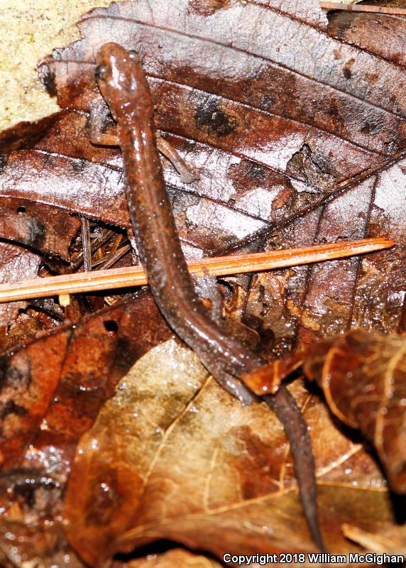 Northern Zigzag Salamander (Plethodon dorsalis)