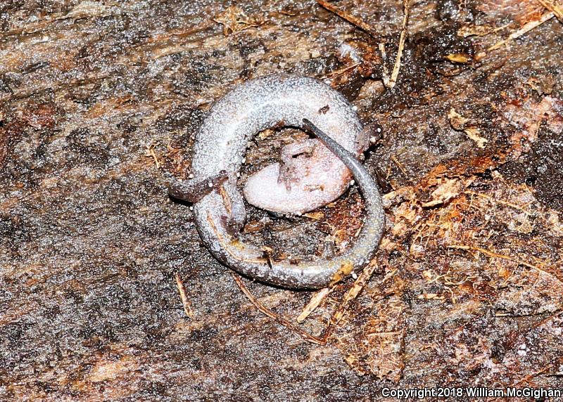 Northern Zigzag Salamander (Plethodon dorsalis)