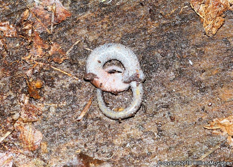 Northern Zigzag Salamander (Plethodon dorsalis)