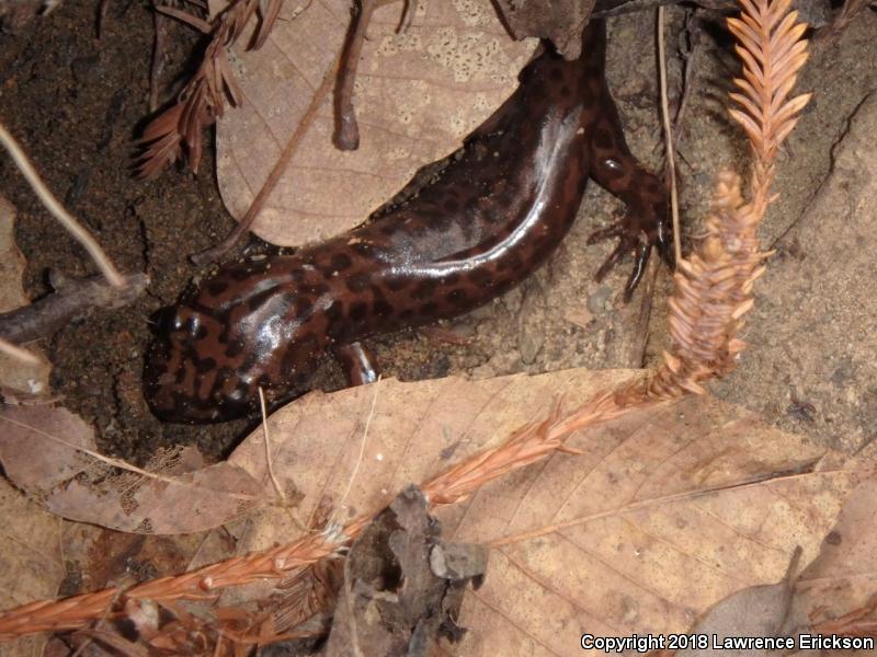 California Giant Salamander (Dicamptodon ensatus)