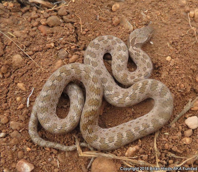 Desert Nightsnake (Hypsiglena chlorophaea deserticola)