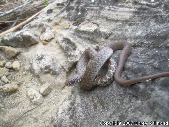 Blue Racer (Coluber constrictor foxii)