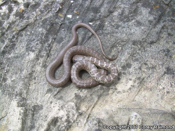 Blue Racer (Coluber constrictor foxii)