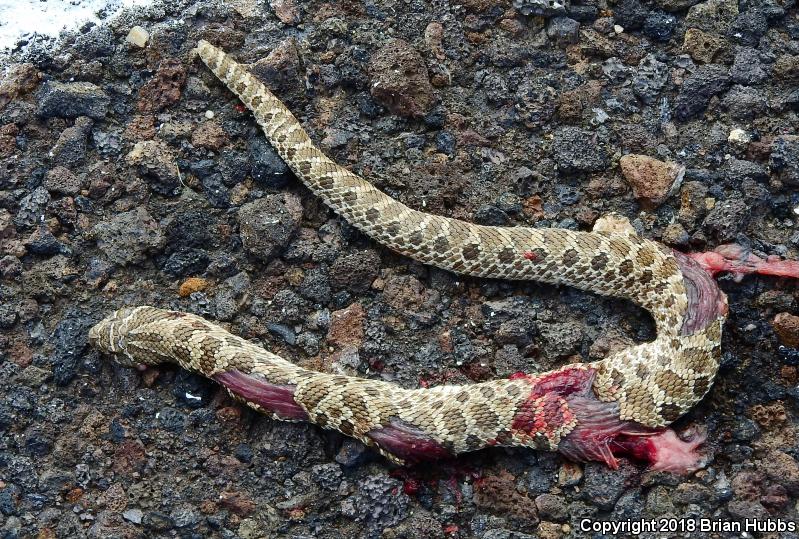 Plains Hog-nosed Snake (Heterodon nasicus)