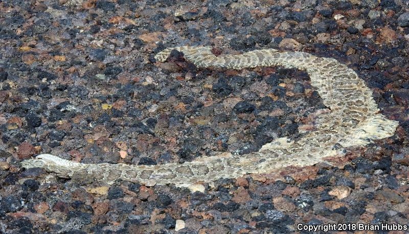 Prairie Rattlesnake (Crotalus viridis)