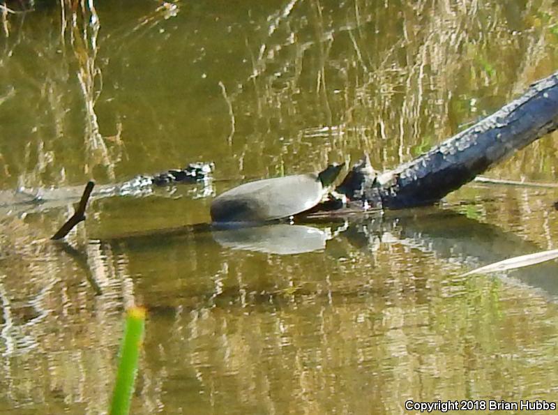 Midland Smooth Softshell (Apalone mutica mutica)