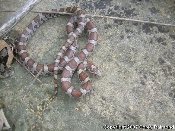 Eastern Milksnake (Lampropeltis triangulum triangulum)