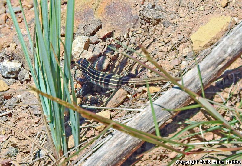 Plateau Striped Whiptail (Aspidoscelis velox)