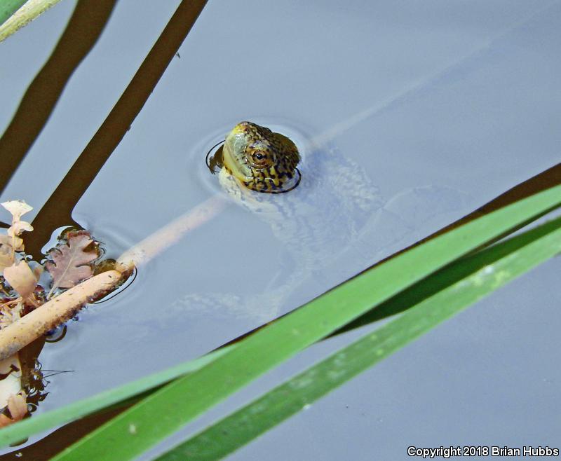 Western Pond Turtle (Actinemys marmorata)