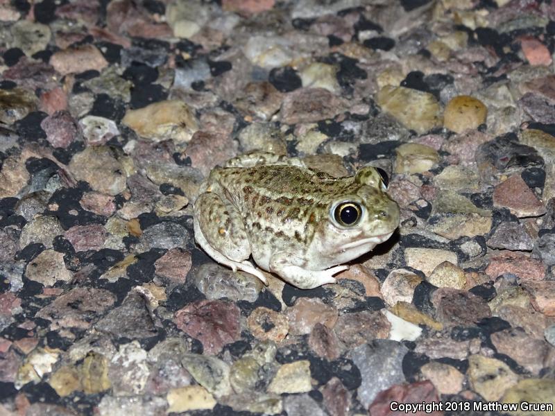 Plains Spadefoot (Spea bombifrons)