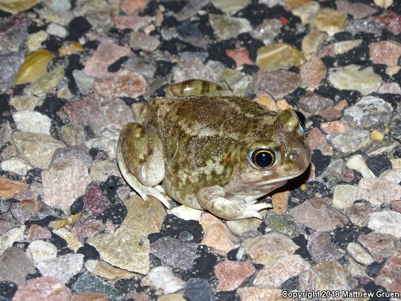 Plains Spadefoot (Spea bombifrons)