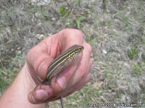 Prairie Racerunner (Aspidoscelis sexlineata viridis)