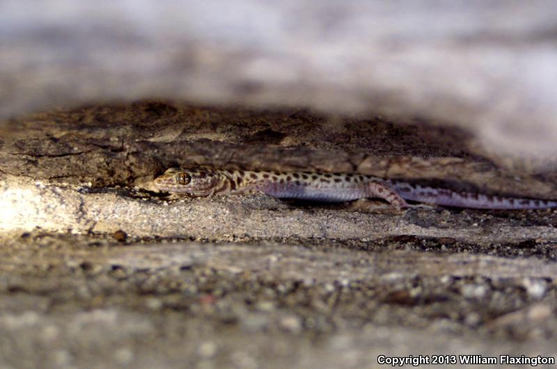 Sandstone Night Lizard (Xantusia gracilis)